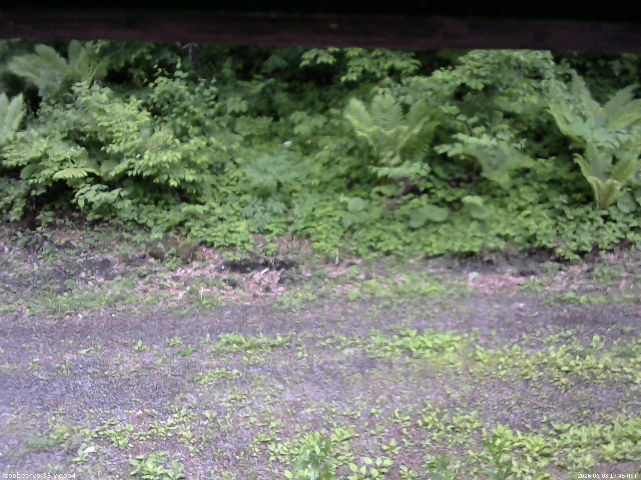長野県菅平高原 ゆたか山荘 東側(坂下) 2026/06/03 17:45