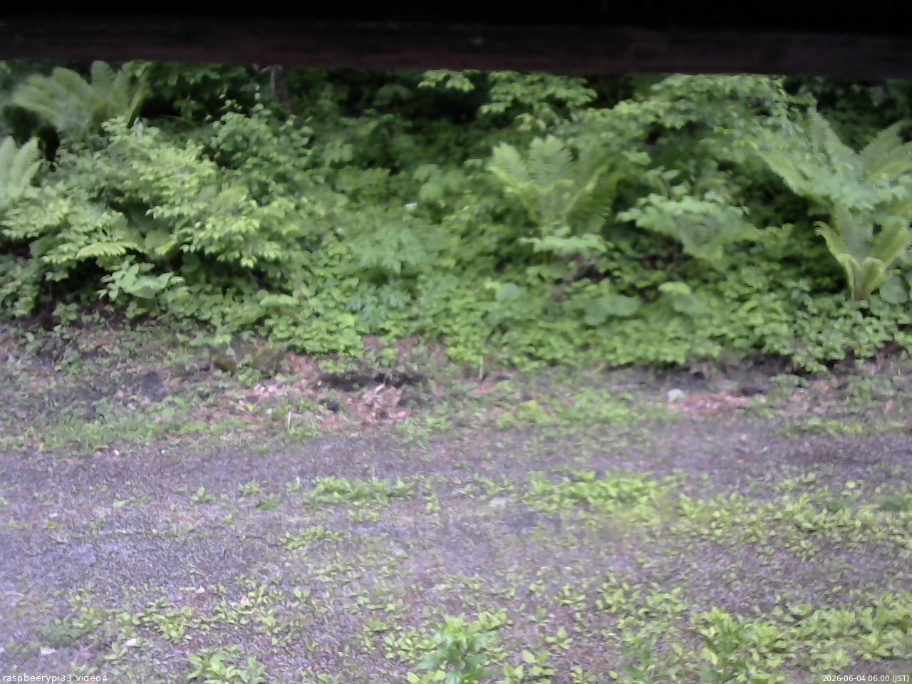 長野県菅平高原 ゆたか山荘 東側(坂下) 2026/06/04 06:00