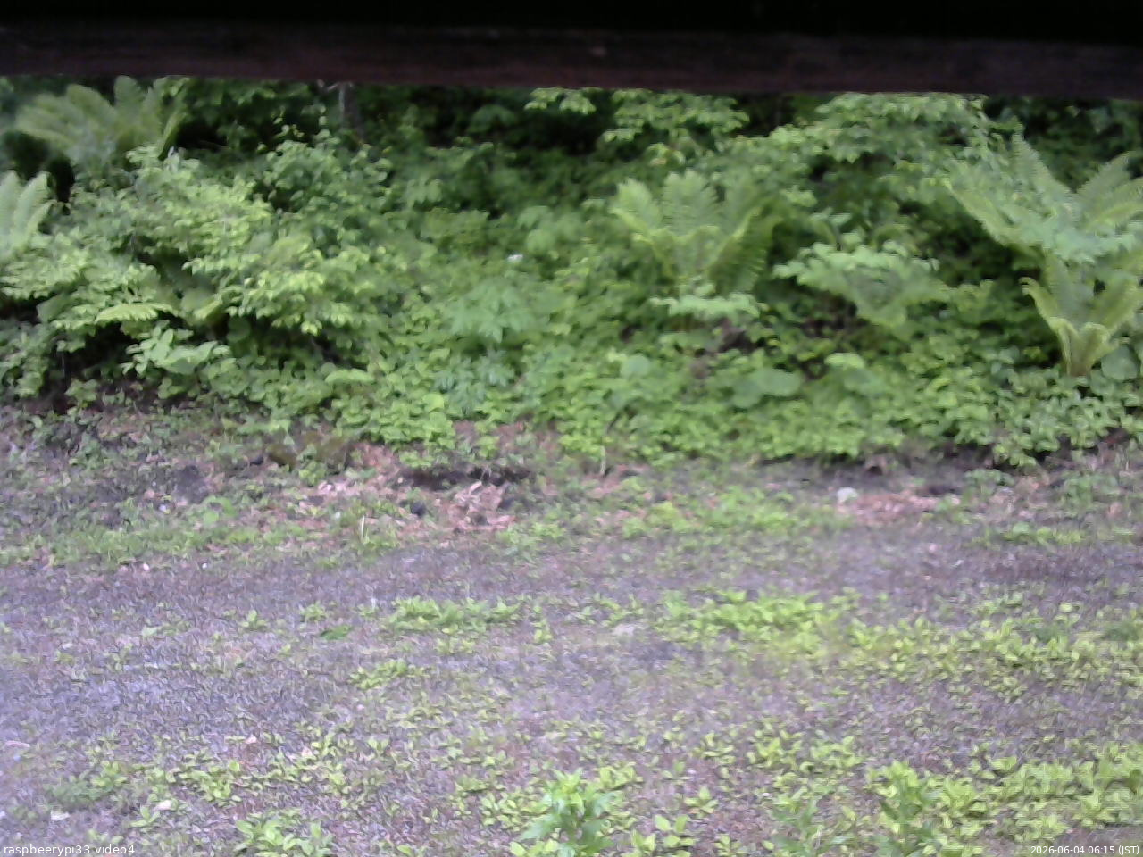 長野県菅平高原 ゆたか山荘 東側(坂下) 2026/06/04 06:15