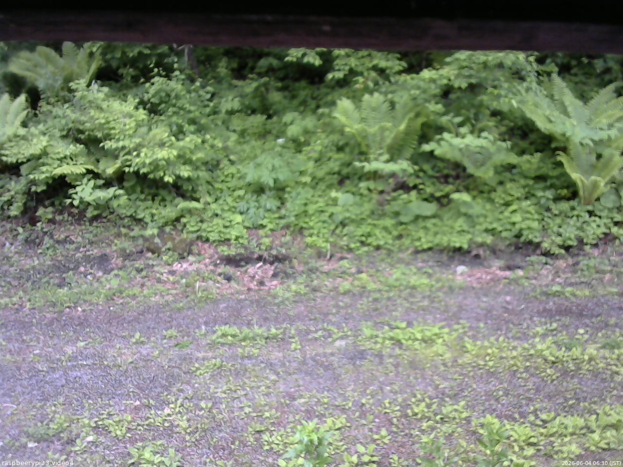 長野県菅平高原 ゆたか山荘 東側(坂下) 2026/06/04 06:30