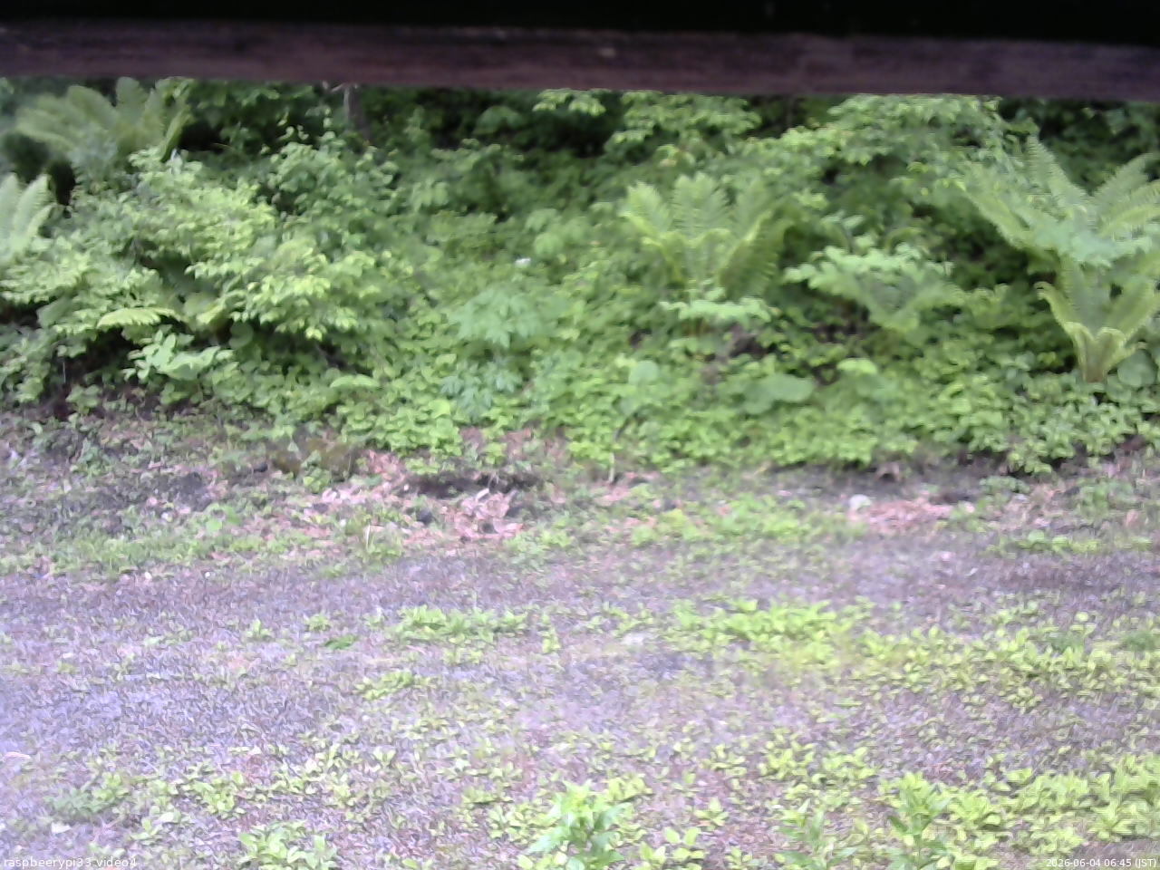 長野県菅平高原 ゆたか山荘 東側(坂下) 2026/06/04 06:45