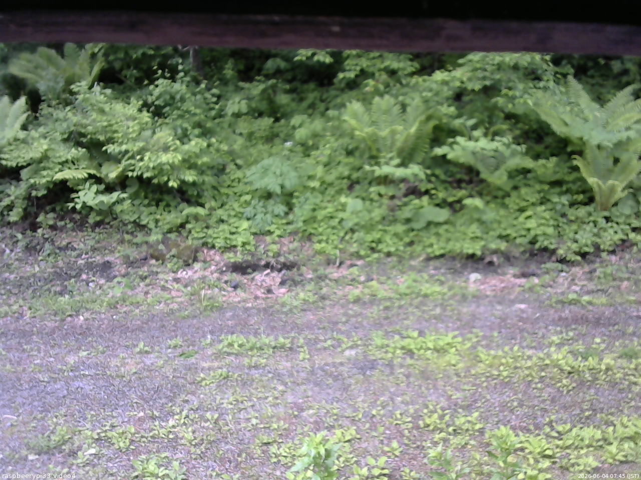 長野県菅平高原 ゆたか山荘 東側(坂下) 2026/06/04 07:45