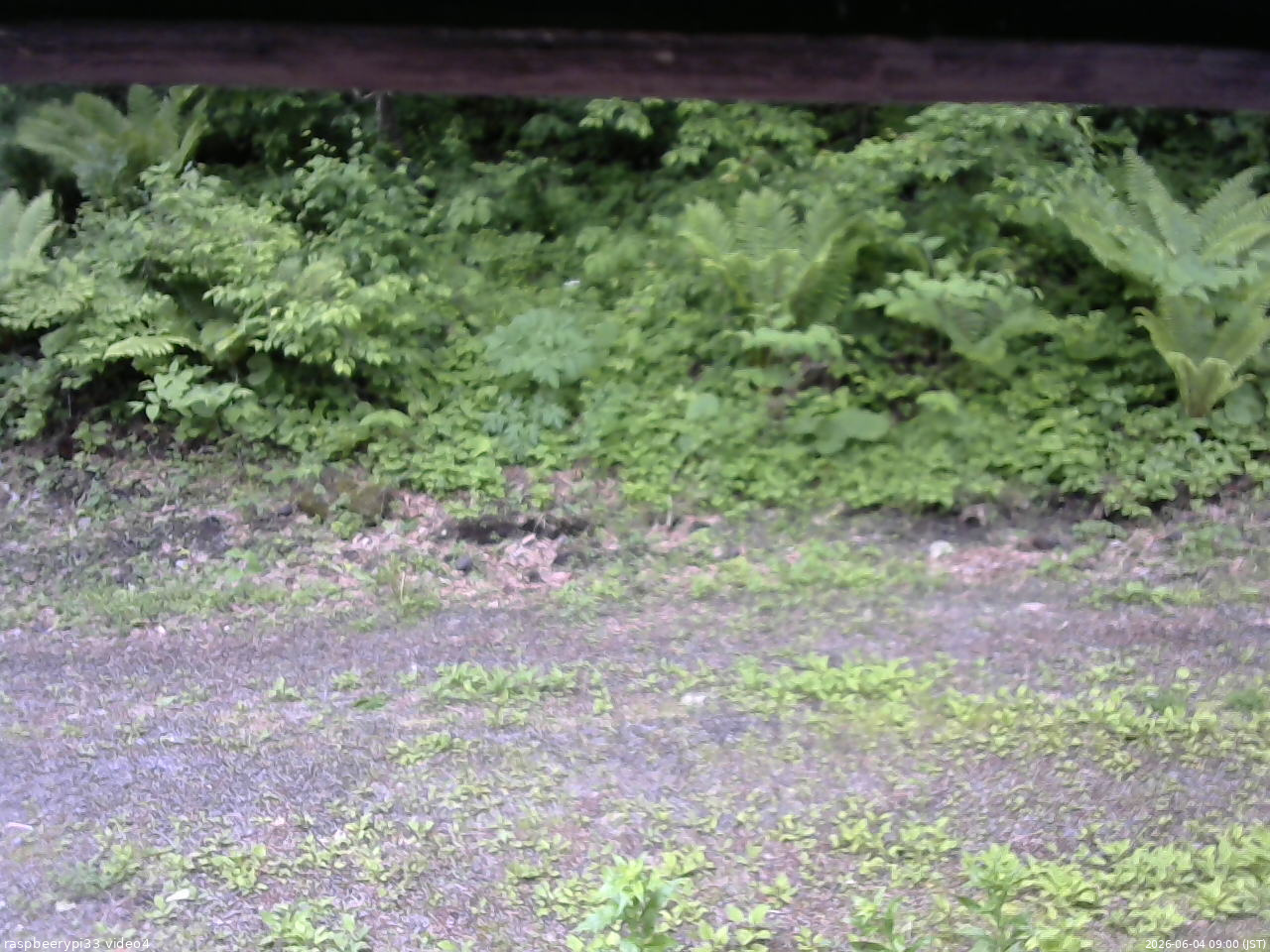 長野県菅平高原 ゆたか山荘 東側(坂下) 2026/06/04 09:00