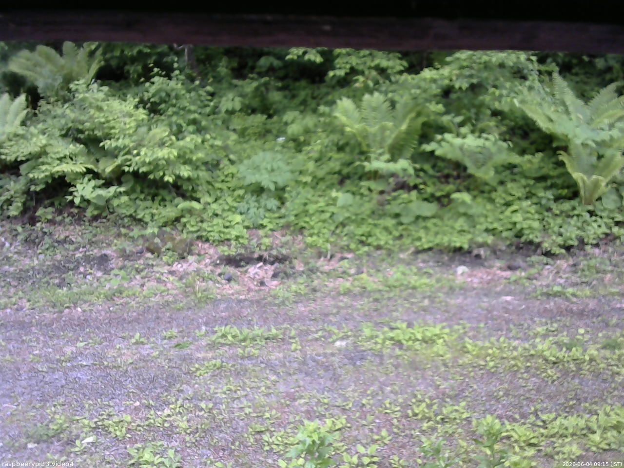 長野県菅平高原 ゆたか山荘 東側(坂下) 2026/06/04 09:15