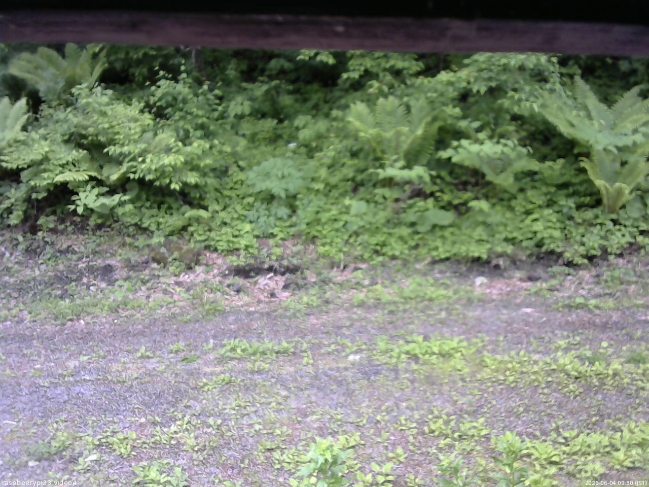 長野県菅平高原 ゆたか山荘 東側(坂下) 2026/06/04 09:30