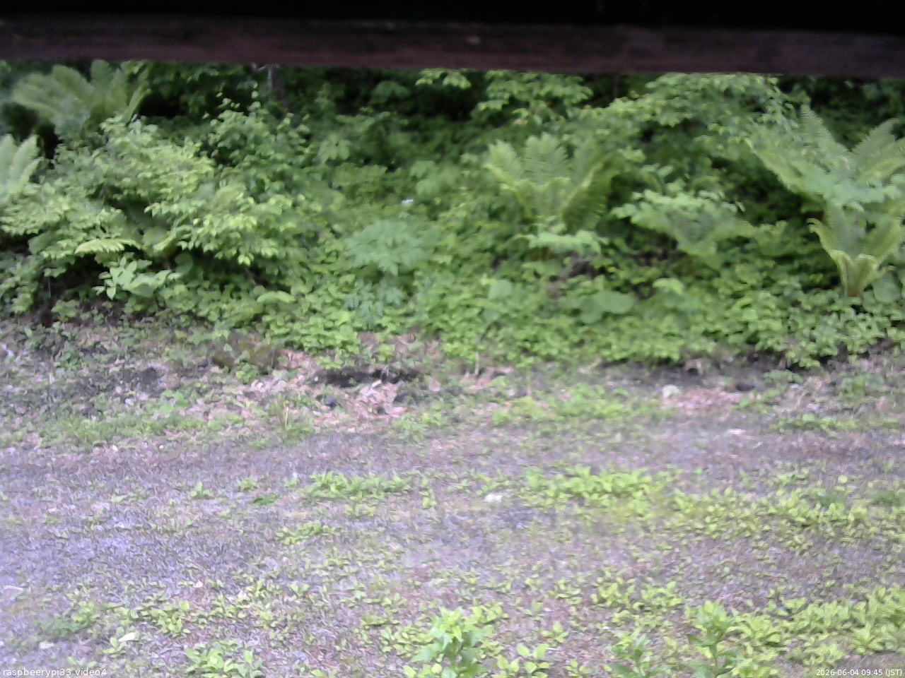 長野県菅平高原 ゆたか山荘 東側(坂下) 2026/06/04 09:45
