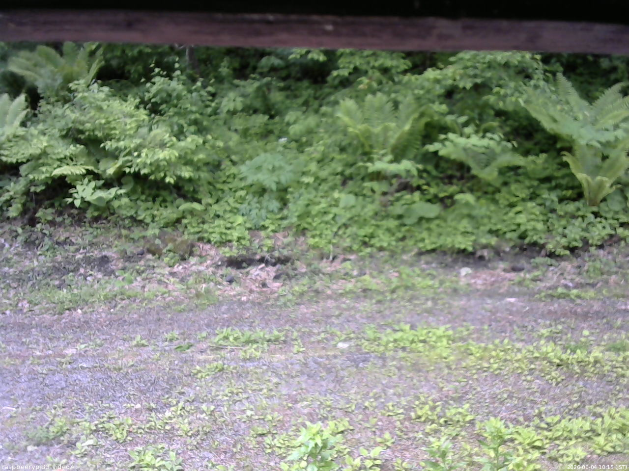 長野県菅平高原 ゆたか山荘 東側(坂下) 2026/06/04 10:15