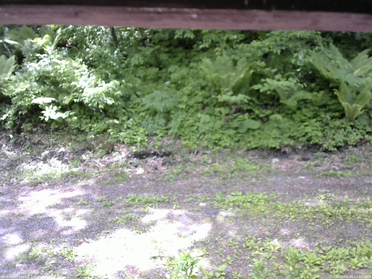 長野県菅平高原 ゆたか山荘 東側(坂下) 2026/06/04 11:00