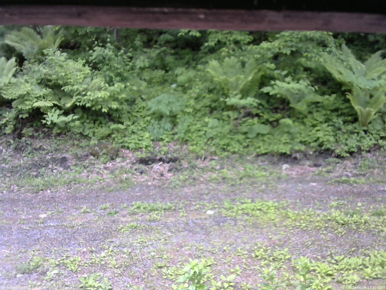 長野県菅平高原 ゆたか山荘 東側(坂下) 2026/06/04 11:30