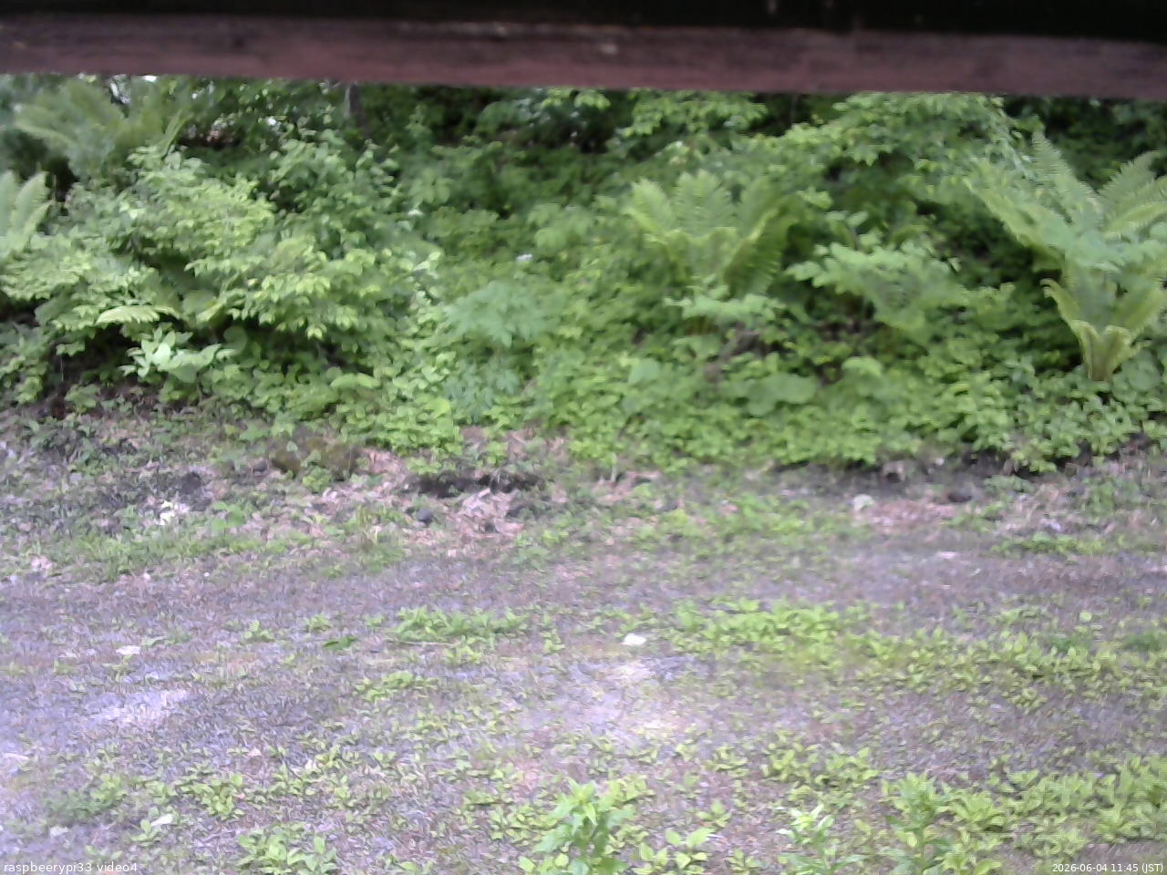 長野県菅平高原 ゆたか山荘 東側(坂下) 2026/06/04 11:45