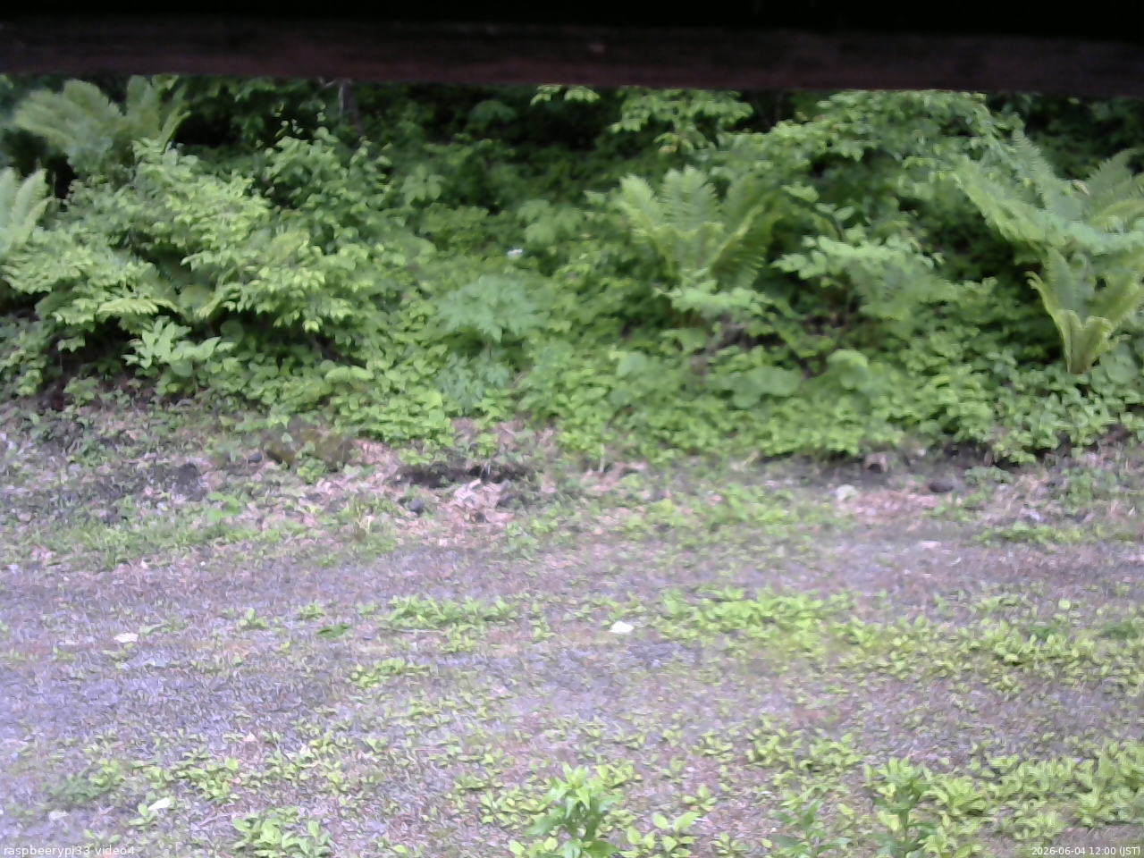 長野県菅平高原 ゆたか山荘 東側(坂下) 2026/06/04 12:00