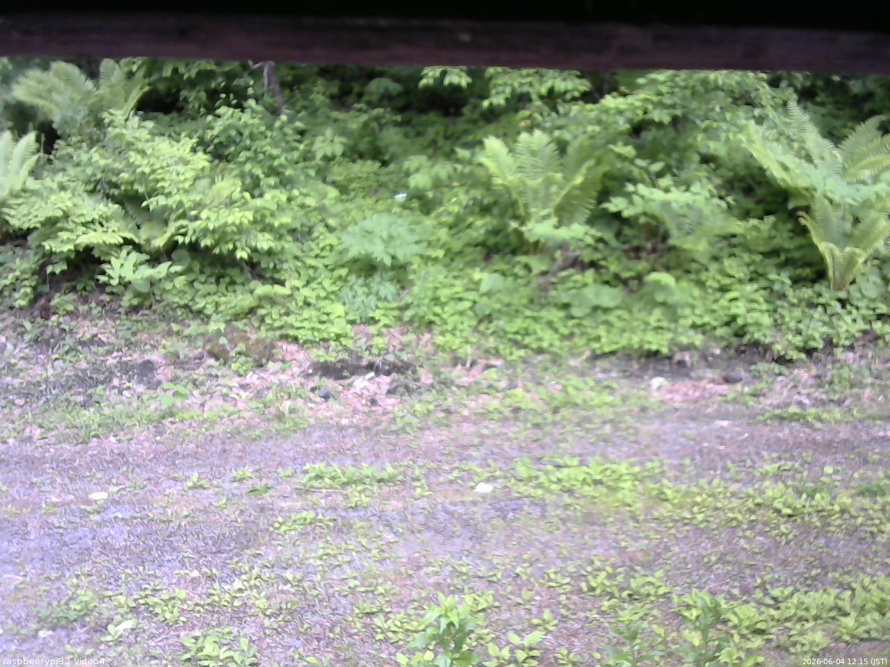 長野県菅平高原 ゆたか山荘 東側(坂下) 2026/06/04 12:15