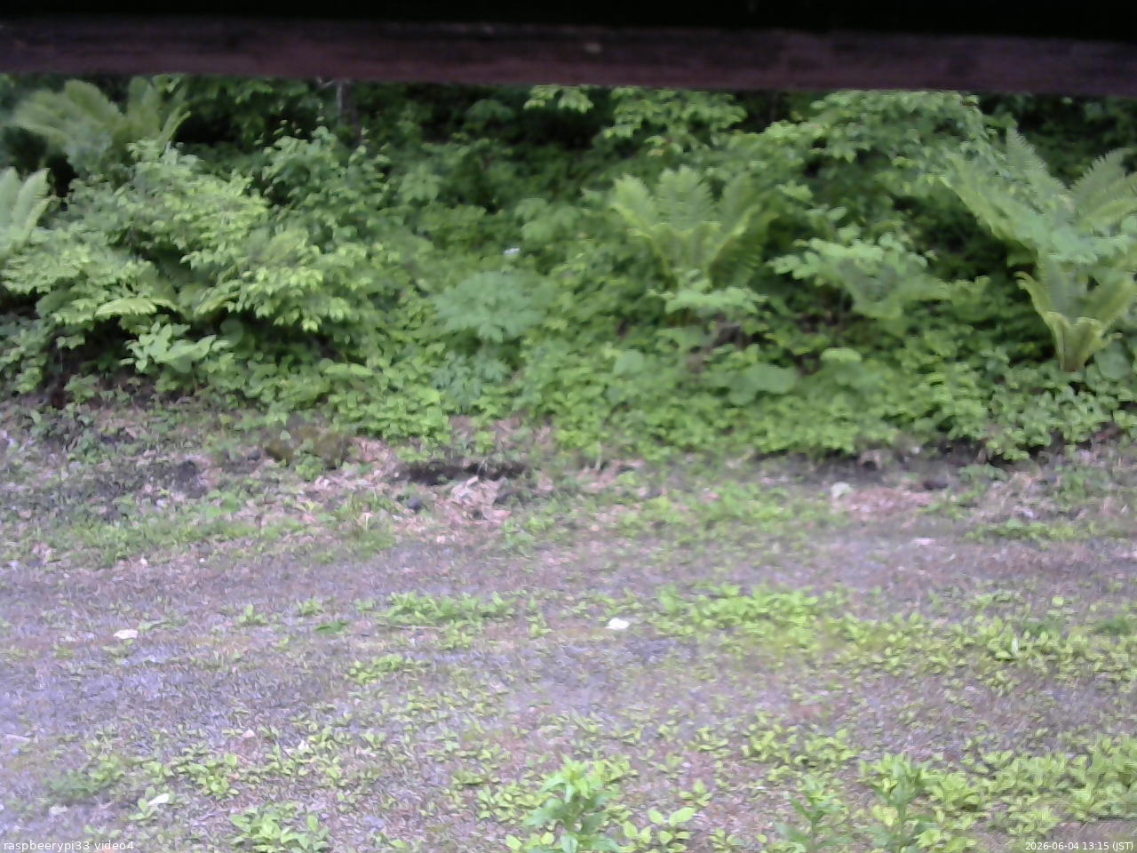 長野県菅平高原 ゆたか山荘 東側(坂下) 2026/06/04 13:15