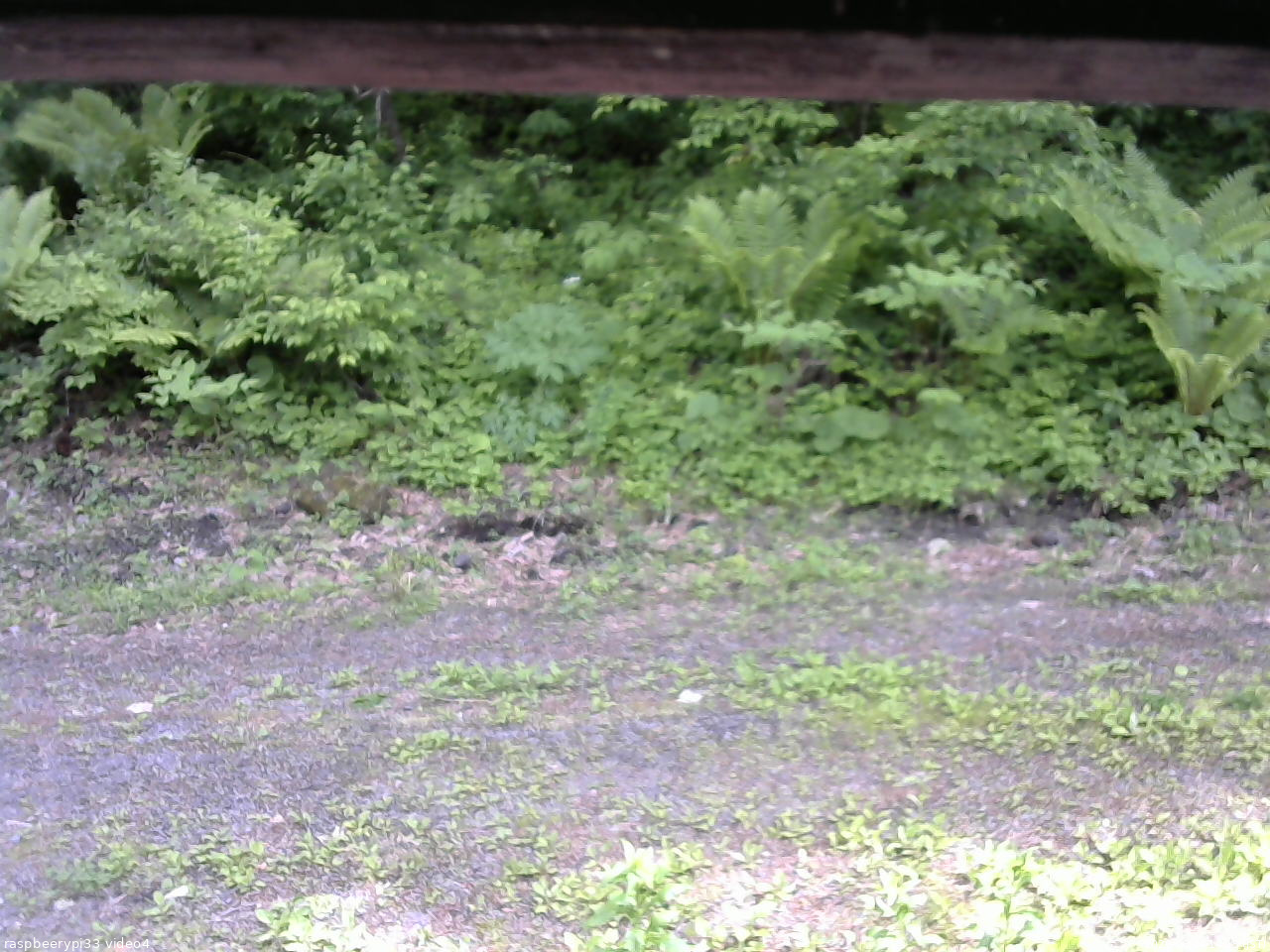長野県菅平高原 ゆたか山荘 東側(坂下) 2026/06/04 14:15