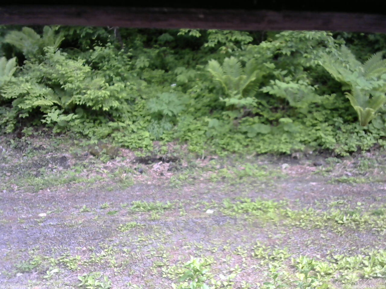 長野県菅平高原 ゆたか山荘 東側(坂下) 2026/06/04 14:30