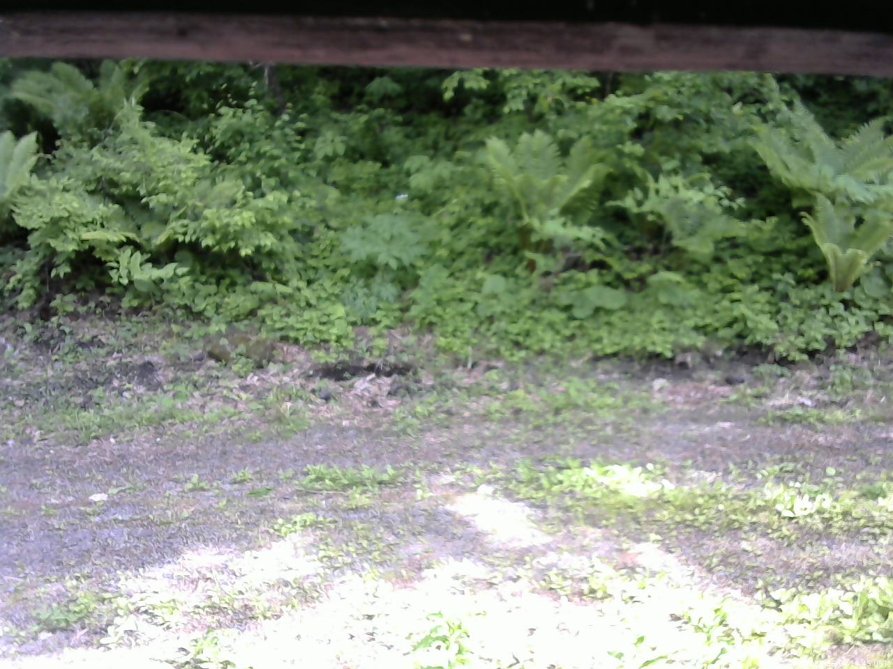 長野県菅平高原 ゆたか山荘 東側(坂下) 2026/06/04 14:45