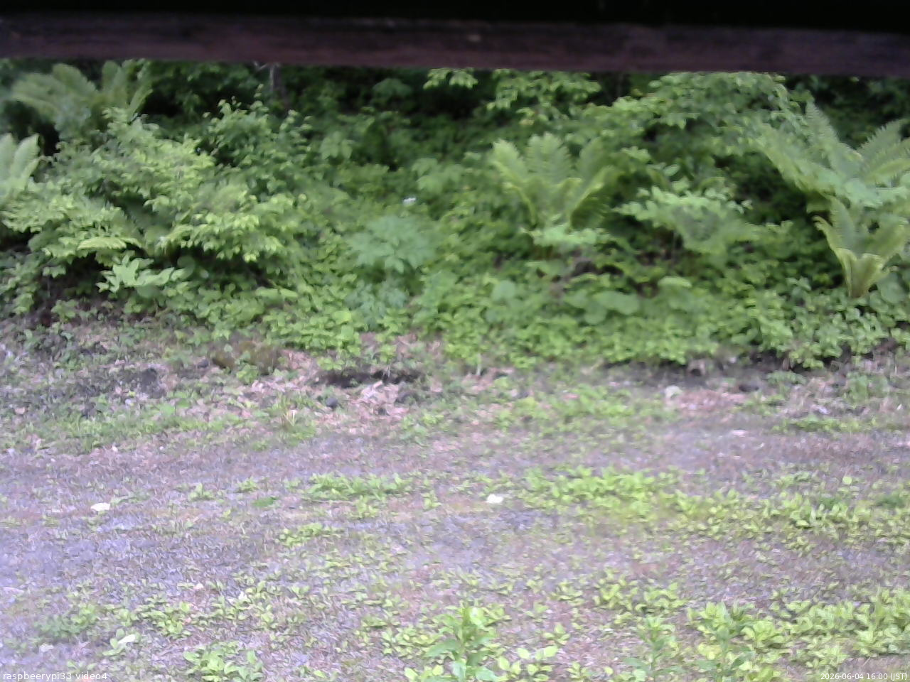 長野県菅平高原 ゆたか山荘 東側(坂下) 2026/06/04 16:00