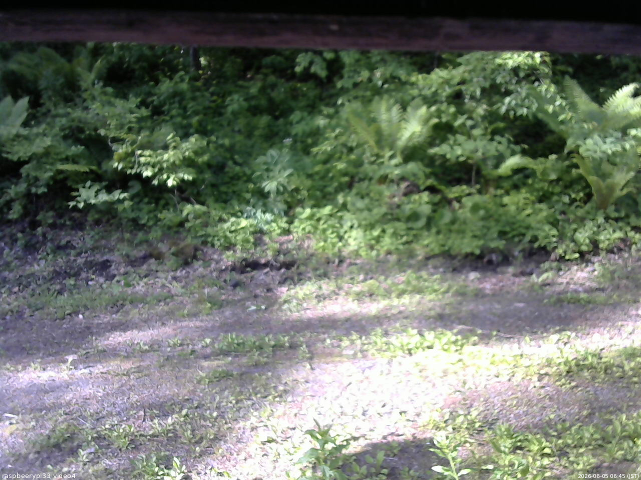 長野県菅平高原 ゆたか山荘 東側(坂下) 2026/06/05 06:45
