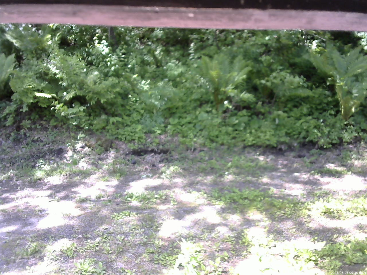 長野県菅平高原 ゆたか山荘 東側(坂下) 2026/06/05 09:30