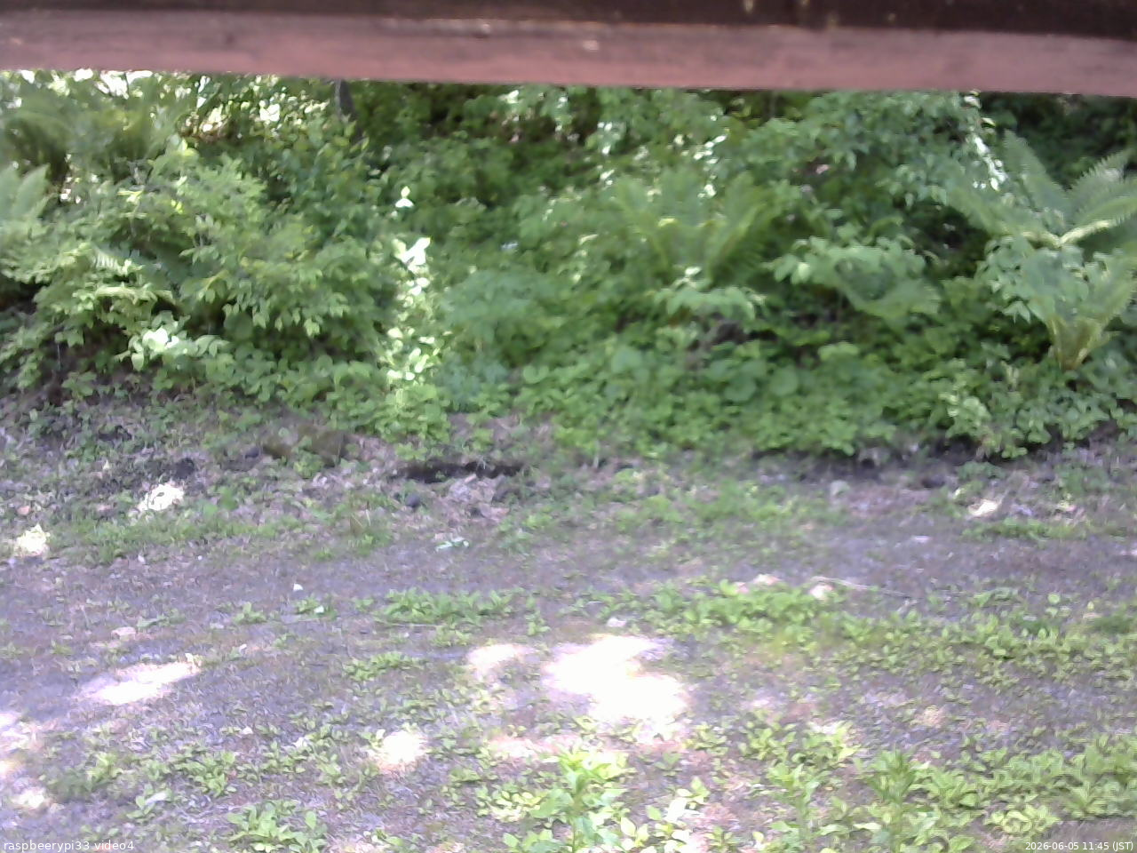 長野県菅平高原 ゆたか山荘 東側(坂下) 2026/06/05 11:45