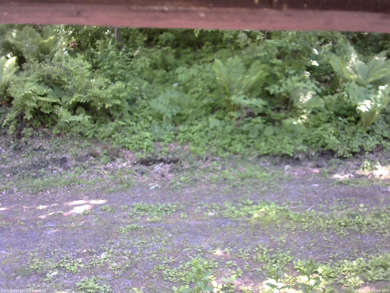 長野県菅平高原 ゆたか山荘 東側(坂下) 2026/06/05 13:00