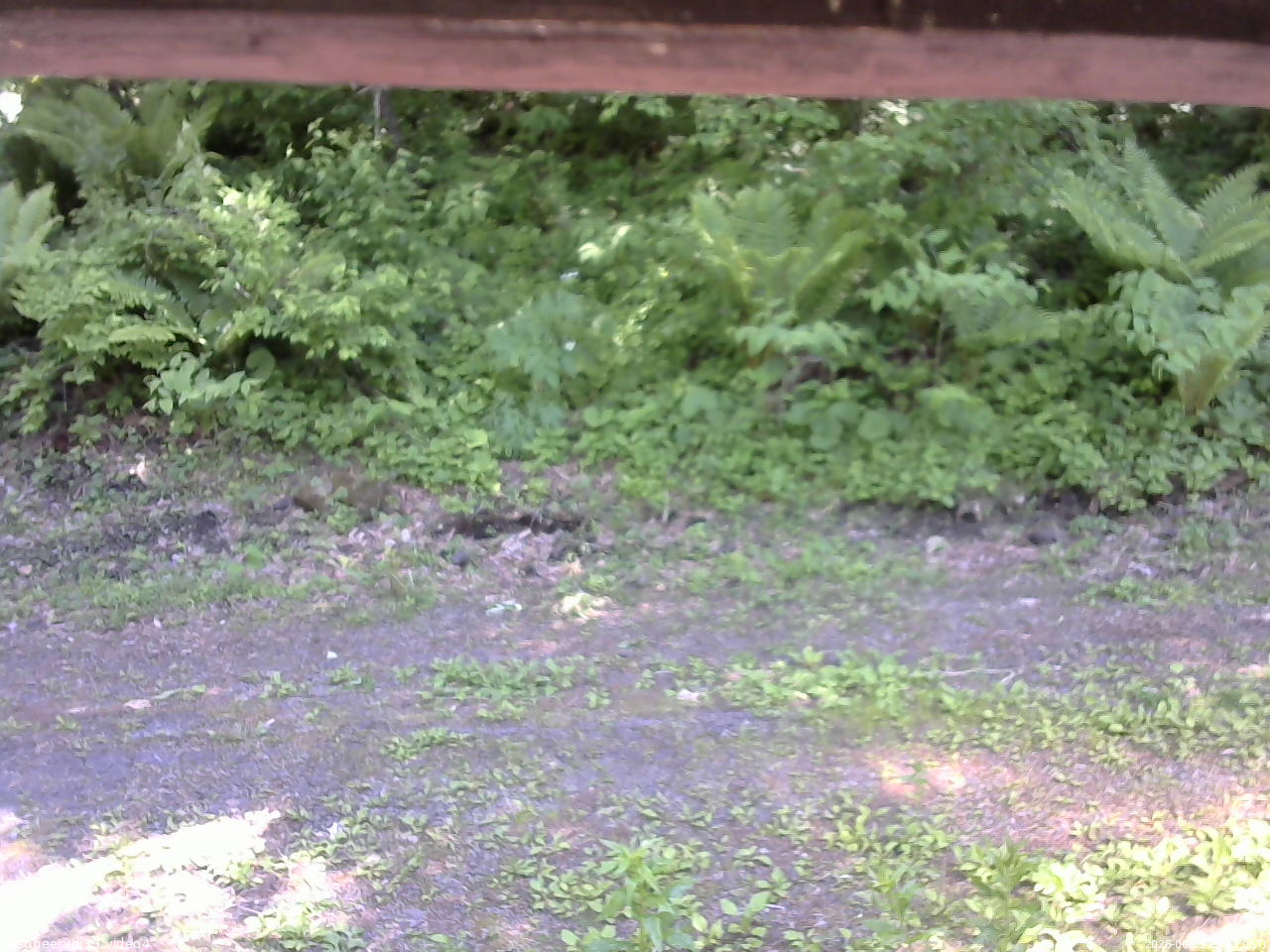 長野県菅平高原 ゆたか山荘 東側(坂下) 2026/06/05 13:45