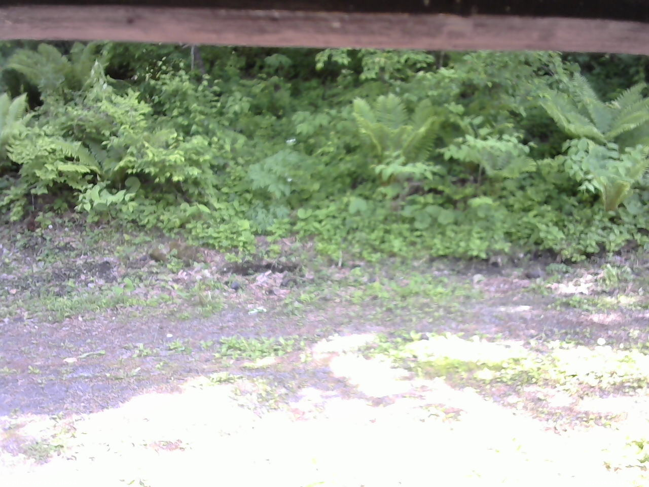 長野県菅平高原 ゆたか山荘 東側(坂下) 2026/06/05 14:45