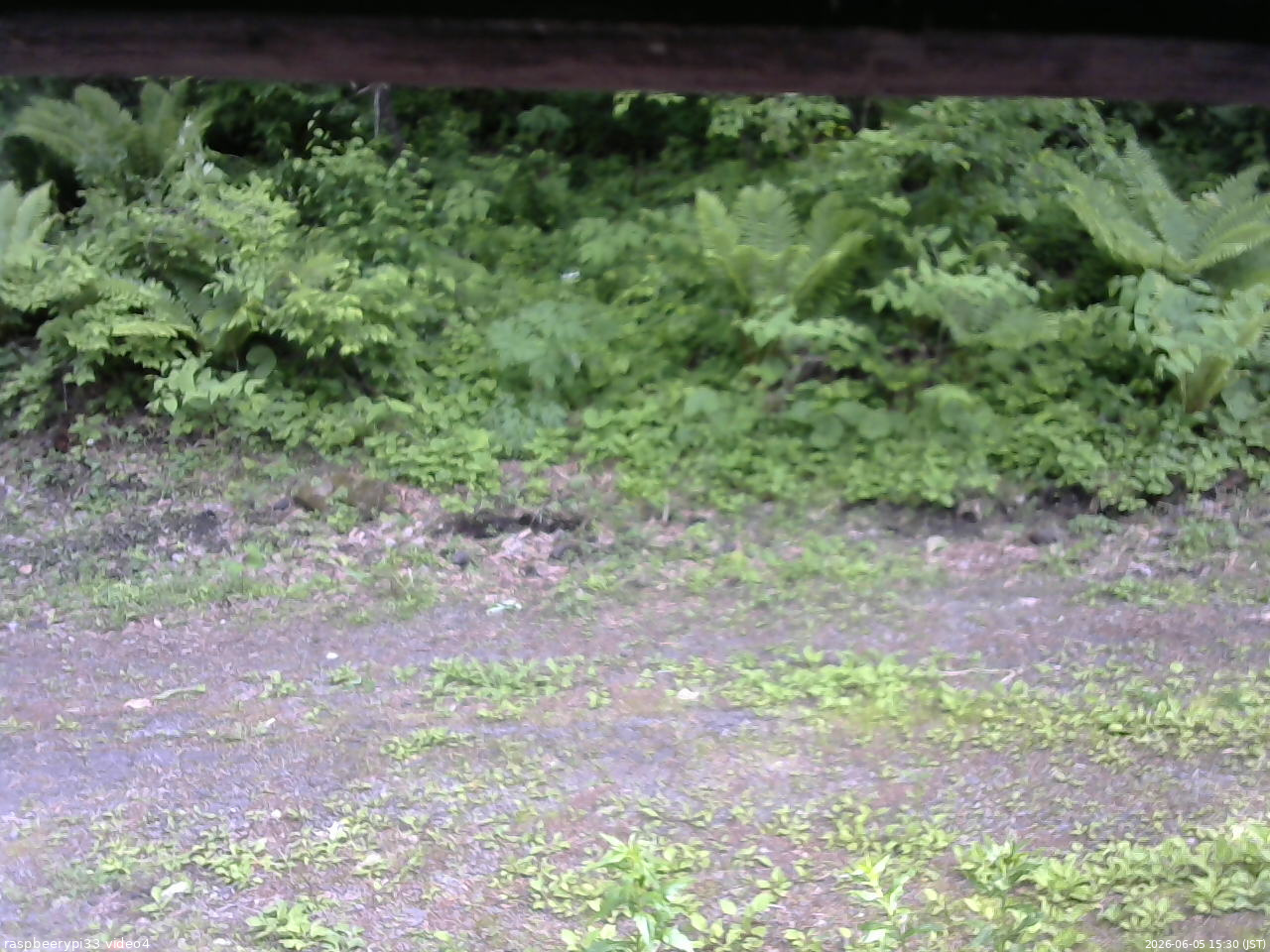 長野県菅平高原 ゆたか山荘 東側(坂下) 2026/06/05 15:30