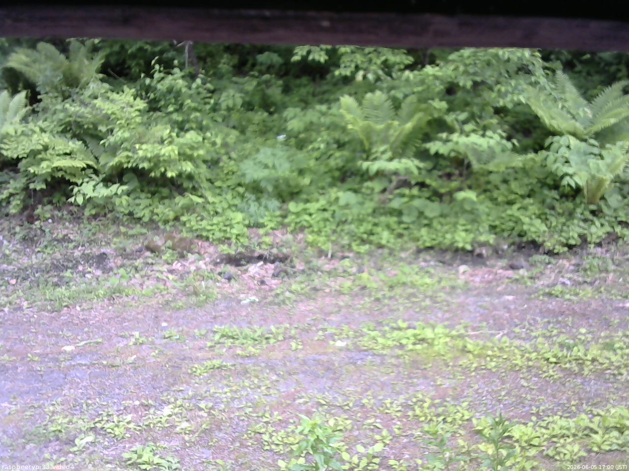 長野県菅平高原 ゆたか山荘 東側(坂下) 2026/06/05 17:00