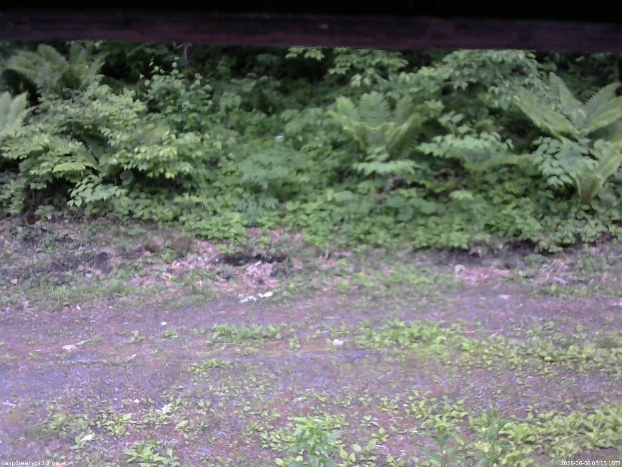 長野県菅平高原 ゆたか山荘 東側(坂下) 2026/06/06 05:15