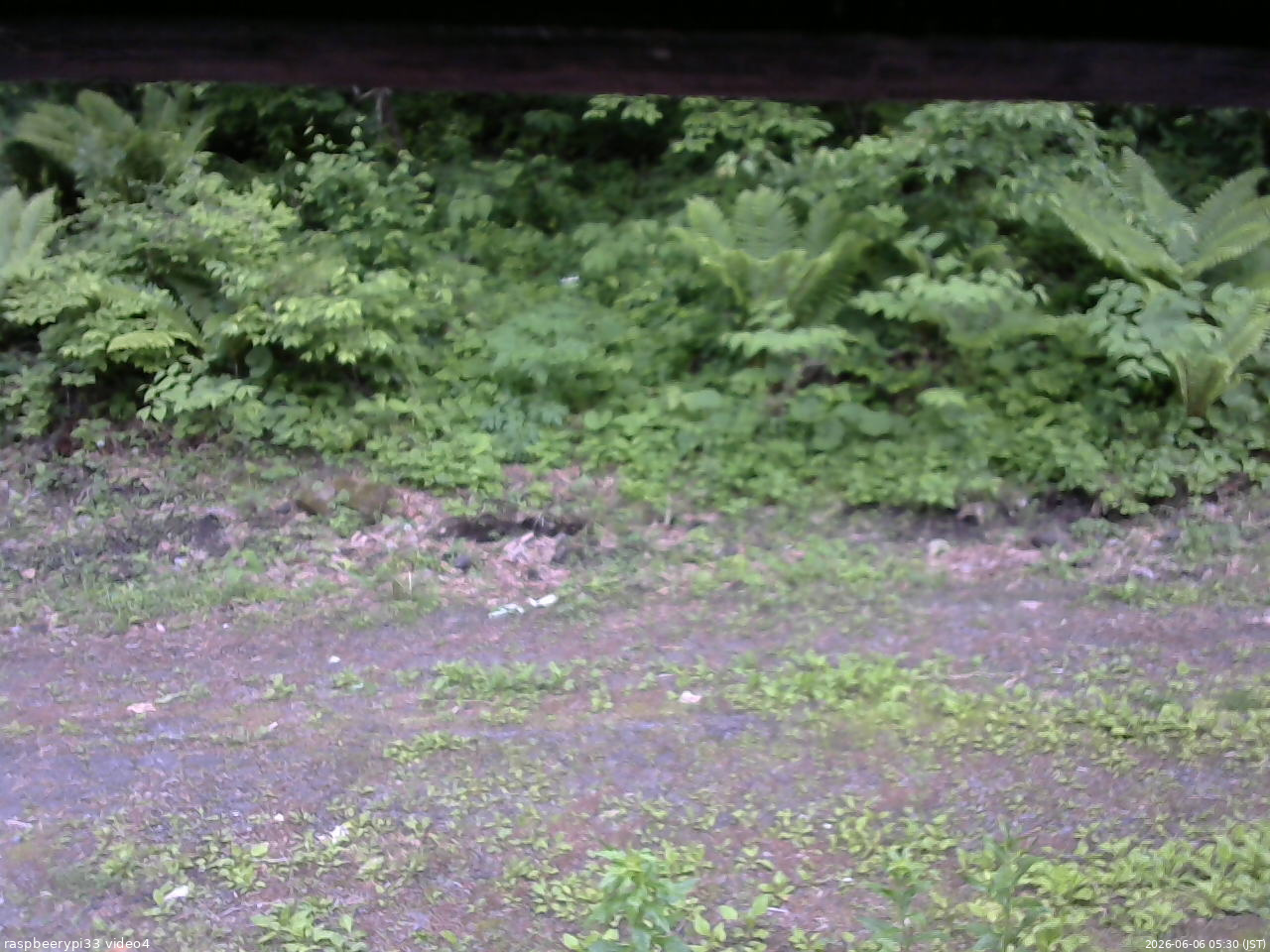 長野県菅平高原 ゆたか山荘 東側(坂下) 2026/06/06 05:30
