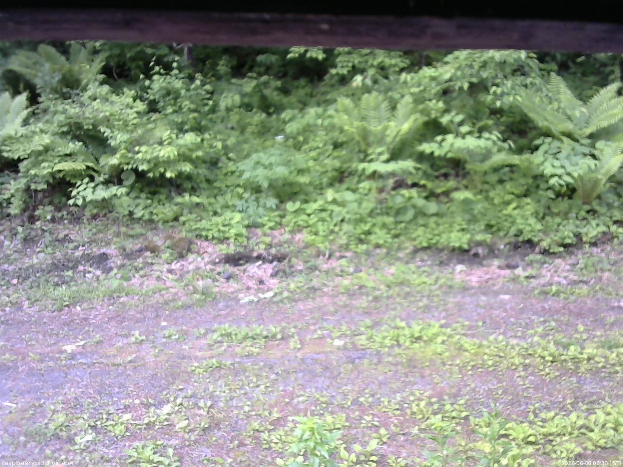 長野県菅平高原 ゆたか山荘 東側(坂下) 2026/06/06 06:30