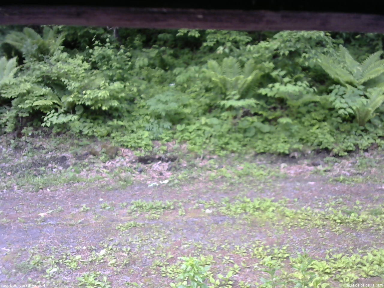 長野県菅平高原 ゆたか山荘 東側(坂下) 2026/06/06 06:45