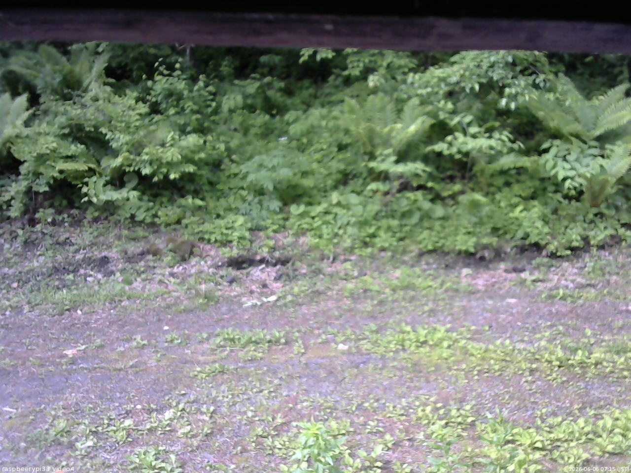 長野県菅平高原 ゆたか山荘 東側(坂下) 2026/06/06 07:15