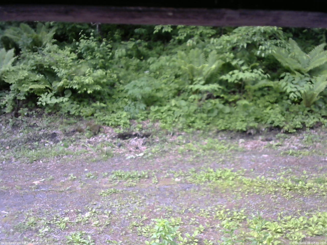 長野県菅平高原 ゆたか山荘 東側(坂下) 2026/06/06 07:30