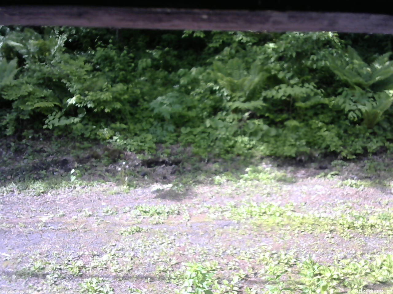 長野県菅平高原 ゆたか山荘 東側(坂下) 2026/06/06 08:00