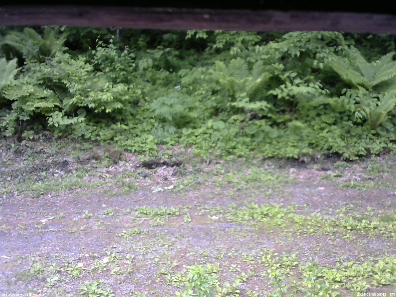 長野県菅平高原 ゆたか山荘 東側(坂下) 2026/06/06 08:45