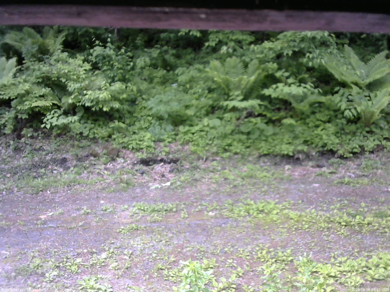 長野県菅平高原 ゆたか山荘 東側(坂下) 2026/06/06 09:15