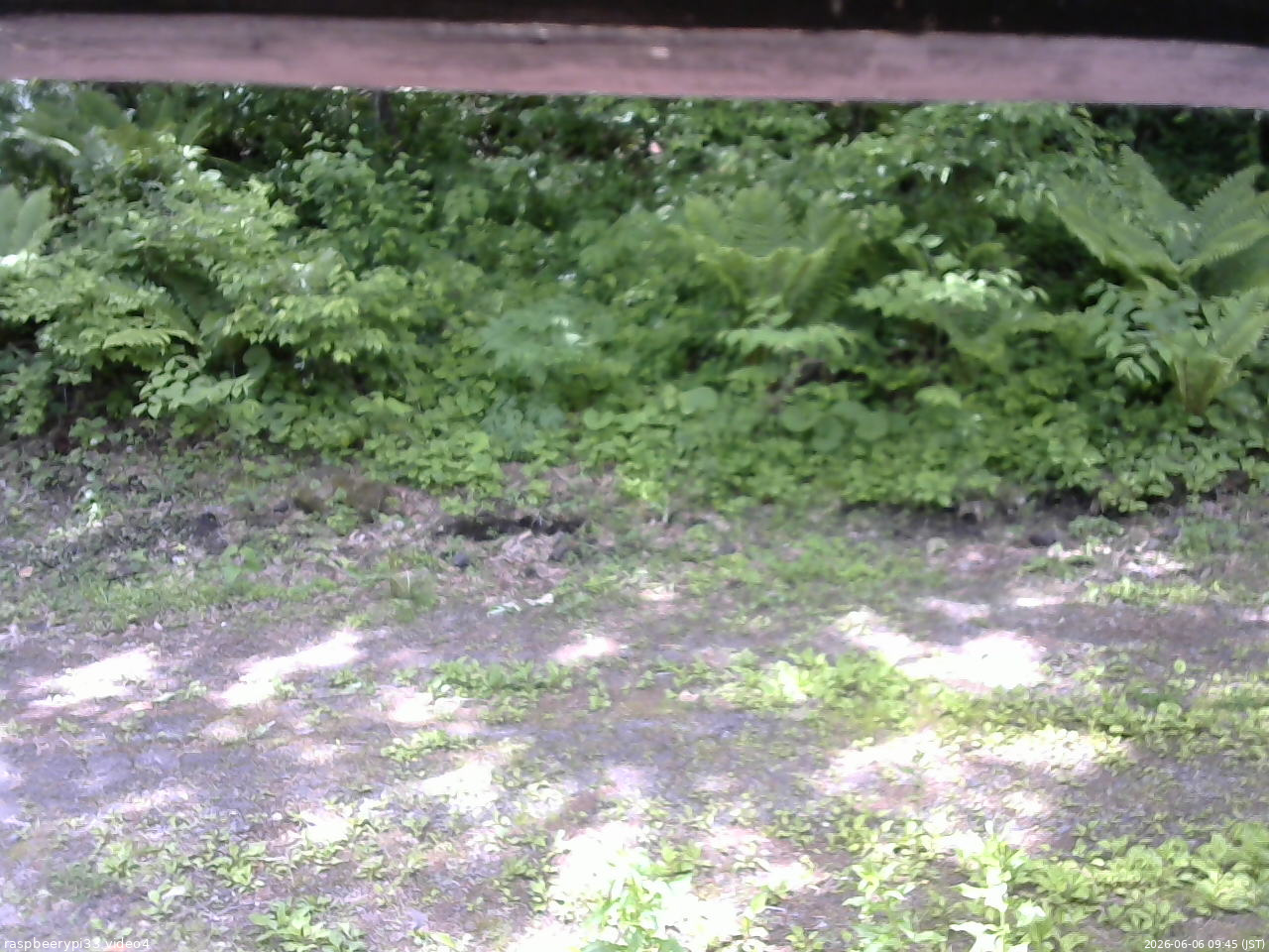 長野県菅平高原 ゆたか山荘 東側(坂下) 2026/06/06 09:45