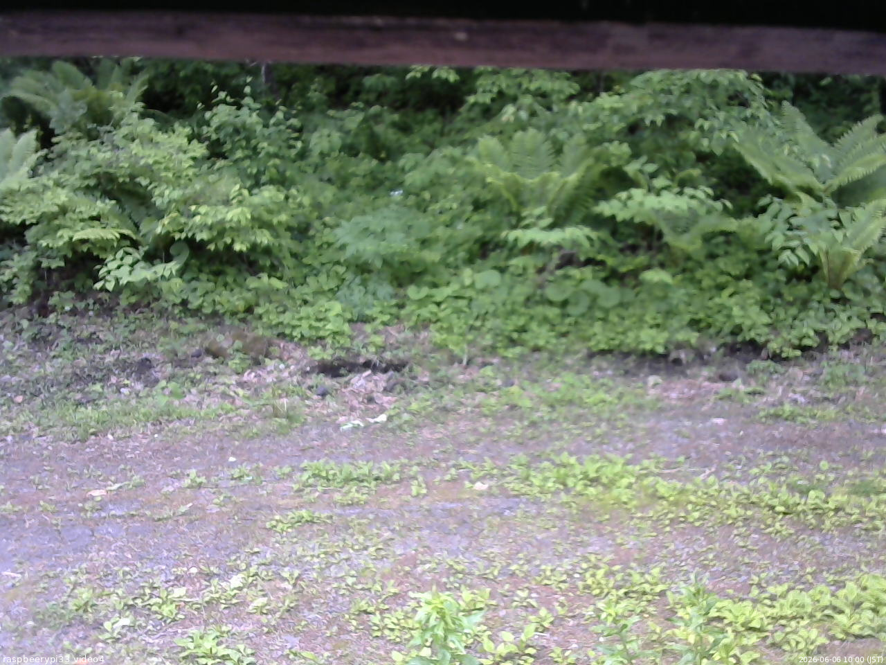 長野県菅平高原 ゆたか山荘 東側(坂下) 2026/06/06 10:00