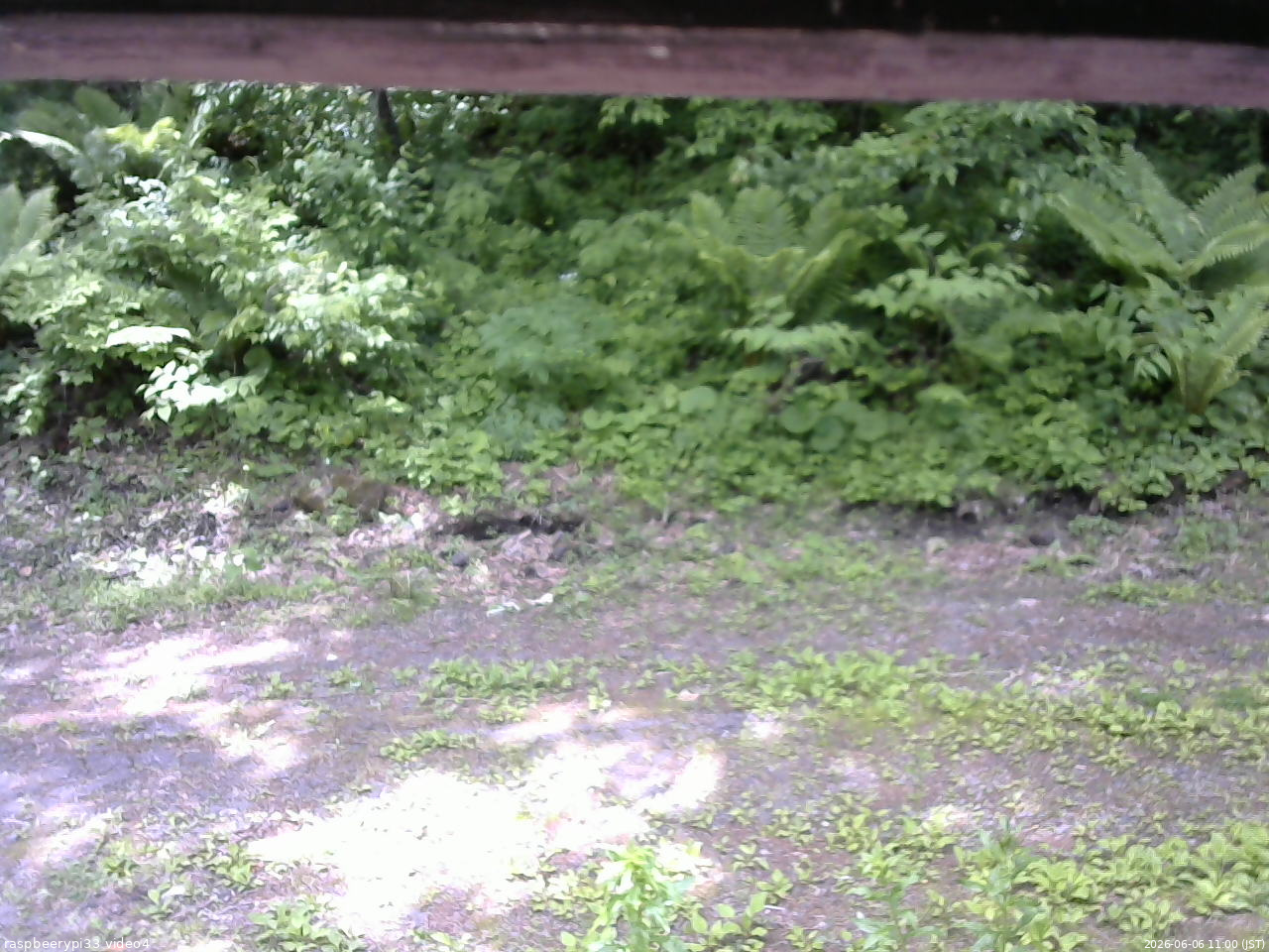 長野県菅平高原 ゆたか山荘 東側(坂下) 2026/06/06 11:00