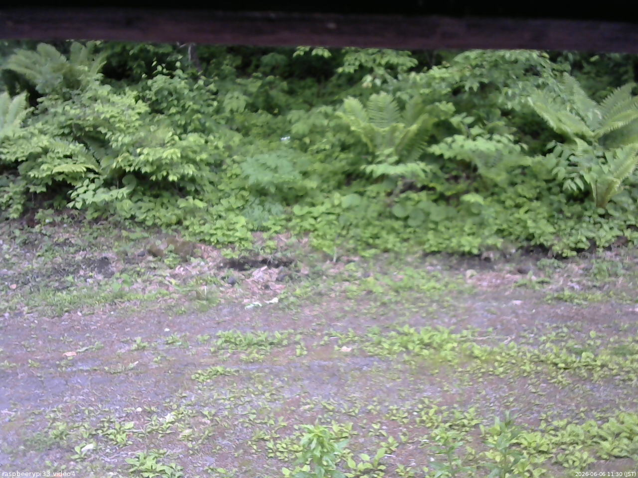 長野県菅平高原 ゆたか山荘 東側(坂下) 2026/06/06 11:30
