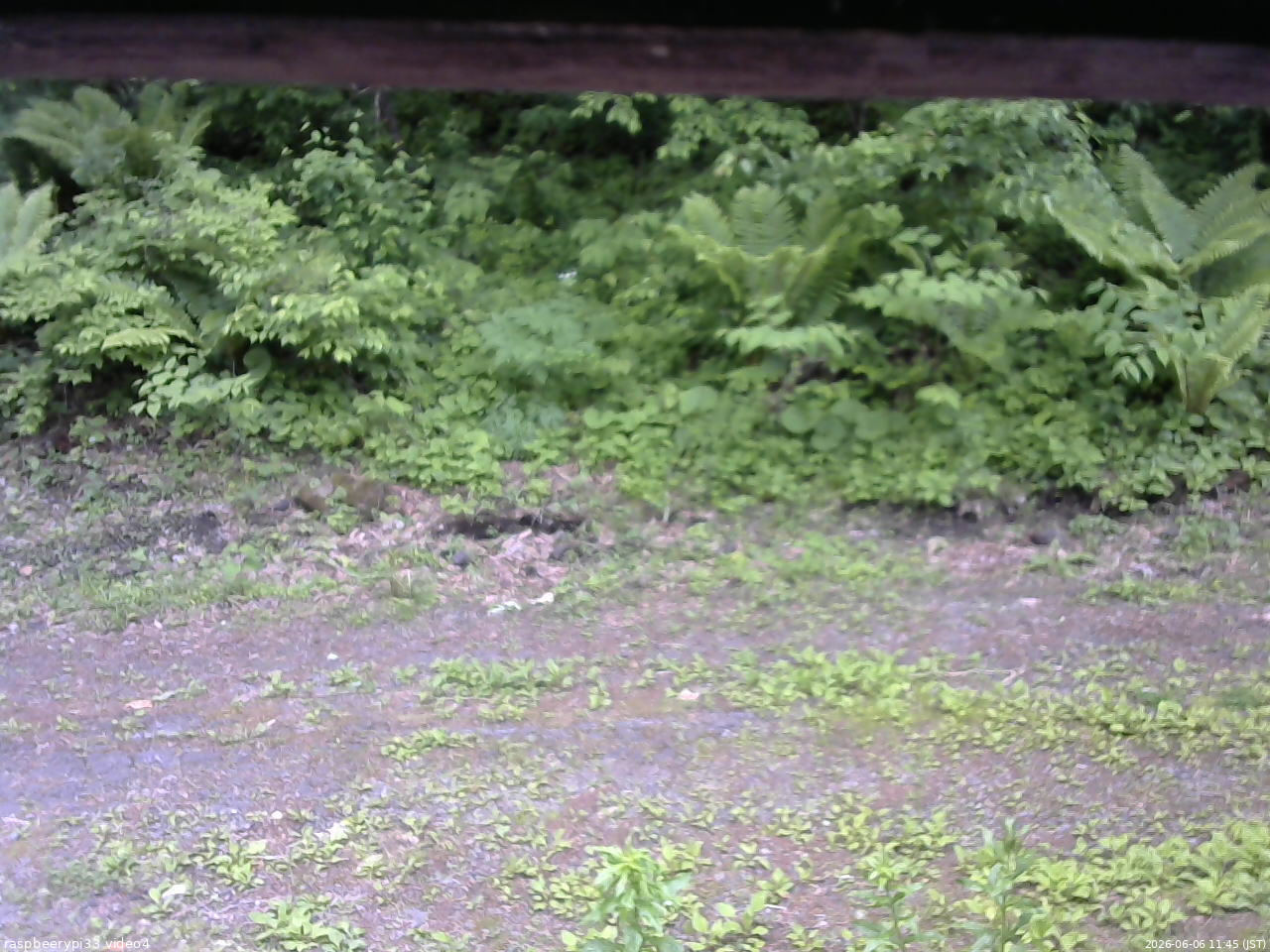 長野県菅平高原 ゆたか山荘 東側(坂下) 2026/06/06 11:45