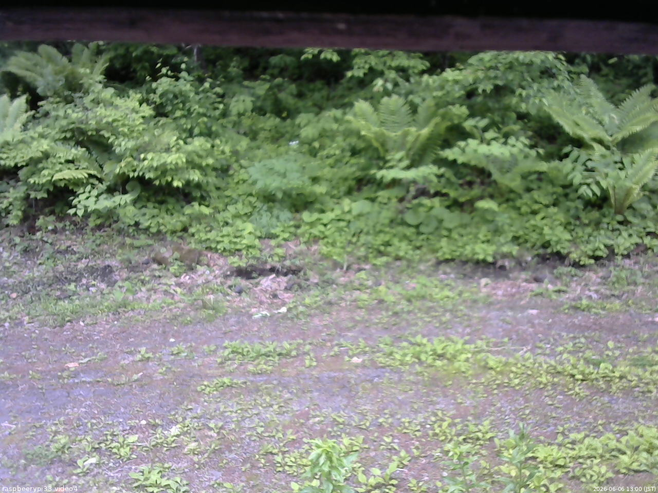 長野県菅平高原 ゆたか山荘 東側(坂下) 2026/06/06 13:00