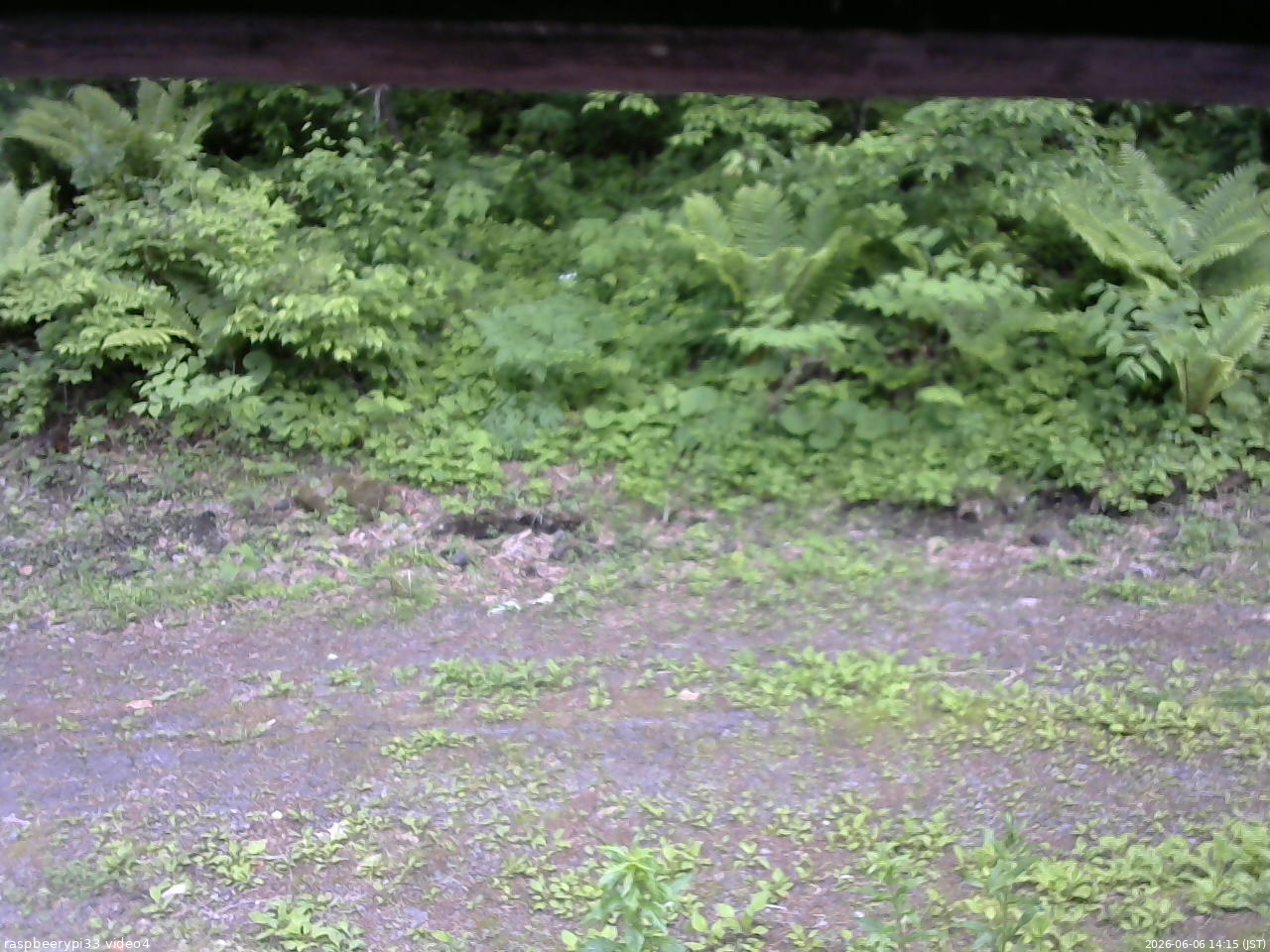 長野県菅平高原 ゆたか山荘 東側(坂下) 2026/06/06 14:15