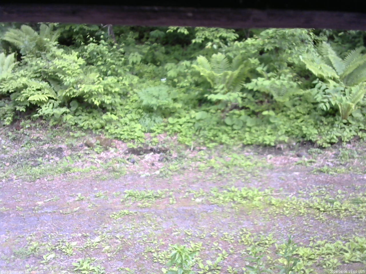 長野県菅平高原 ゆたか山荘 東側(坂下) 2026/06/06 15:00