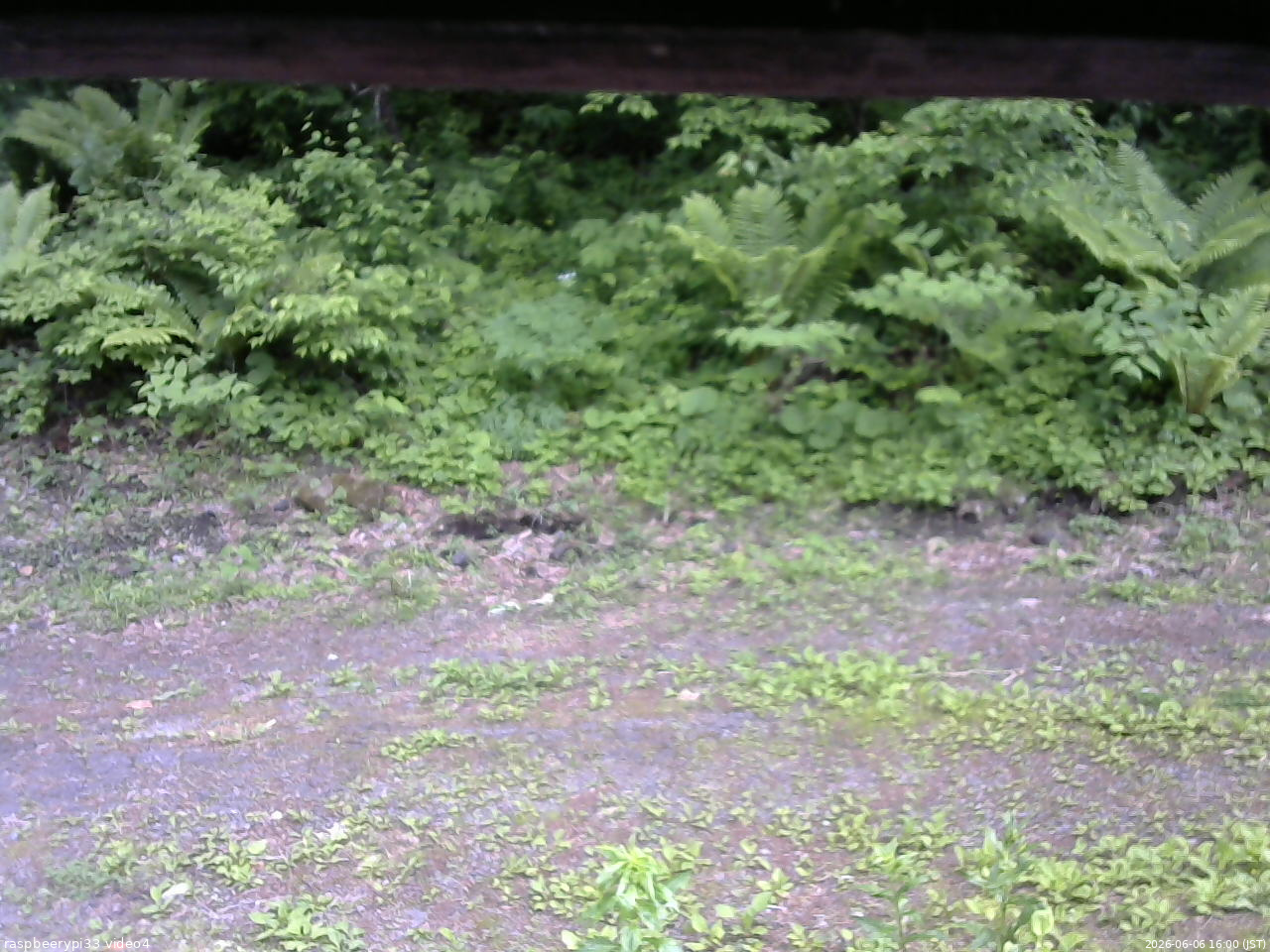 長野県菅平高原 ゆたか山荘 東側(坂下) 2026/06/06 16:00