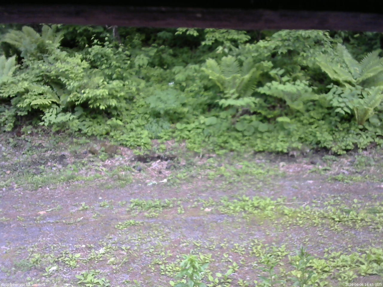 長野県菅平高原 ゆたか山荘 東側(坂下) 2026/06/06 16:45