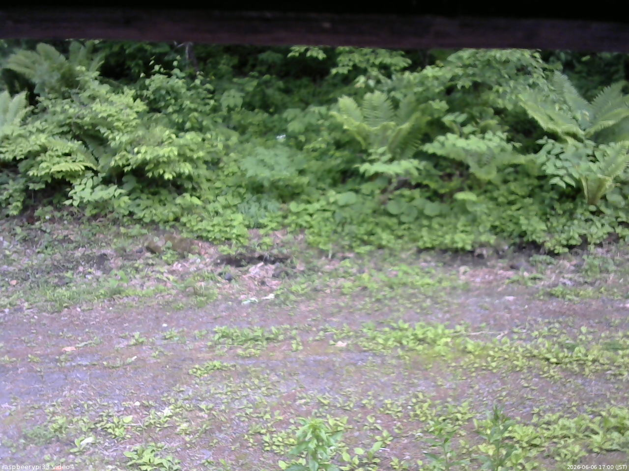 長野県菅平高原 ゆたか山荘 東側(坂下) 2026/06/06 17:00