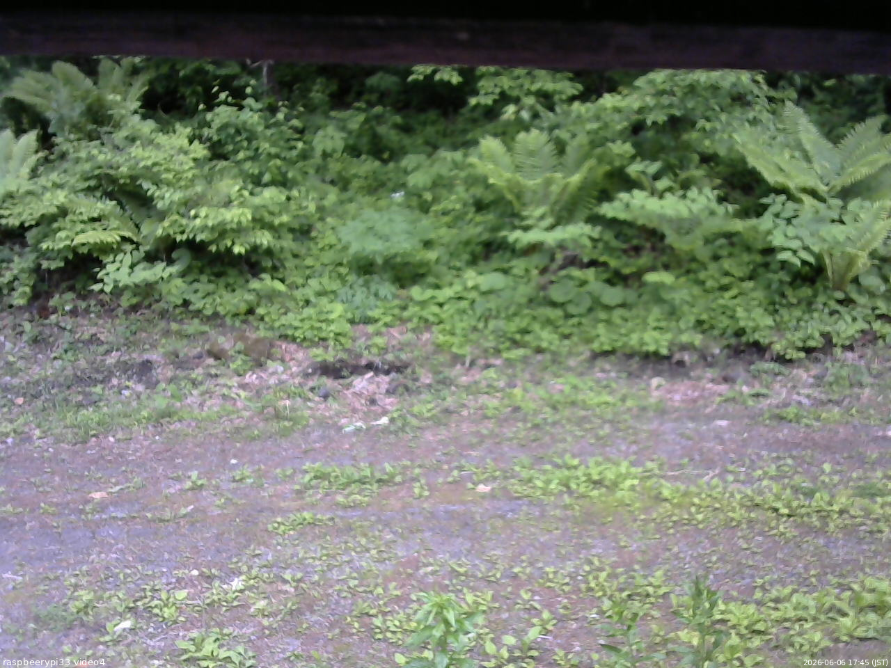 長野県菅平高原 ゆたか山荘 東側(坂下) 2026/06/06 17:45